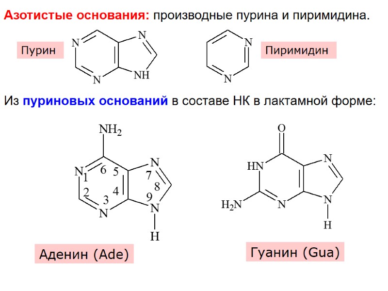 Азотистые основания: производные пурина и пиримидина. Пурин  Аденин (Ade) Из пуриновых оснований в